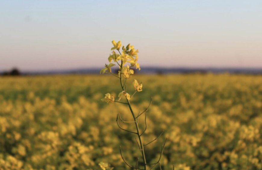 GrainCorp is Turning fields of gold into a sustainable fuel source